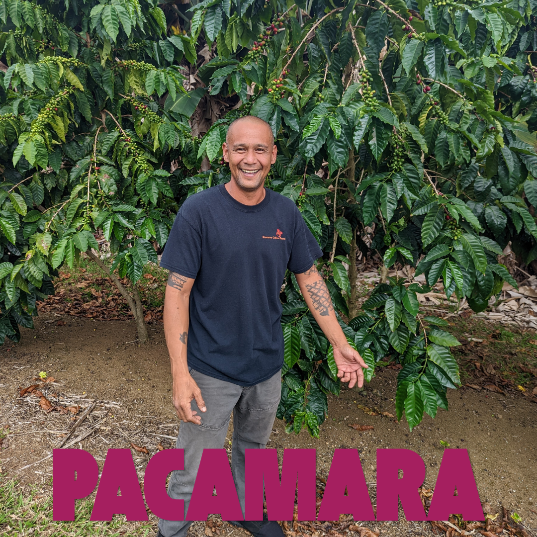 Pacamara.png