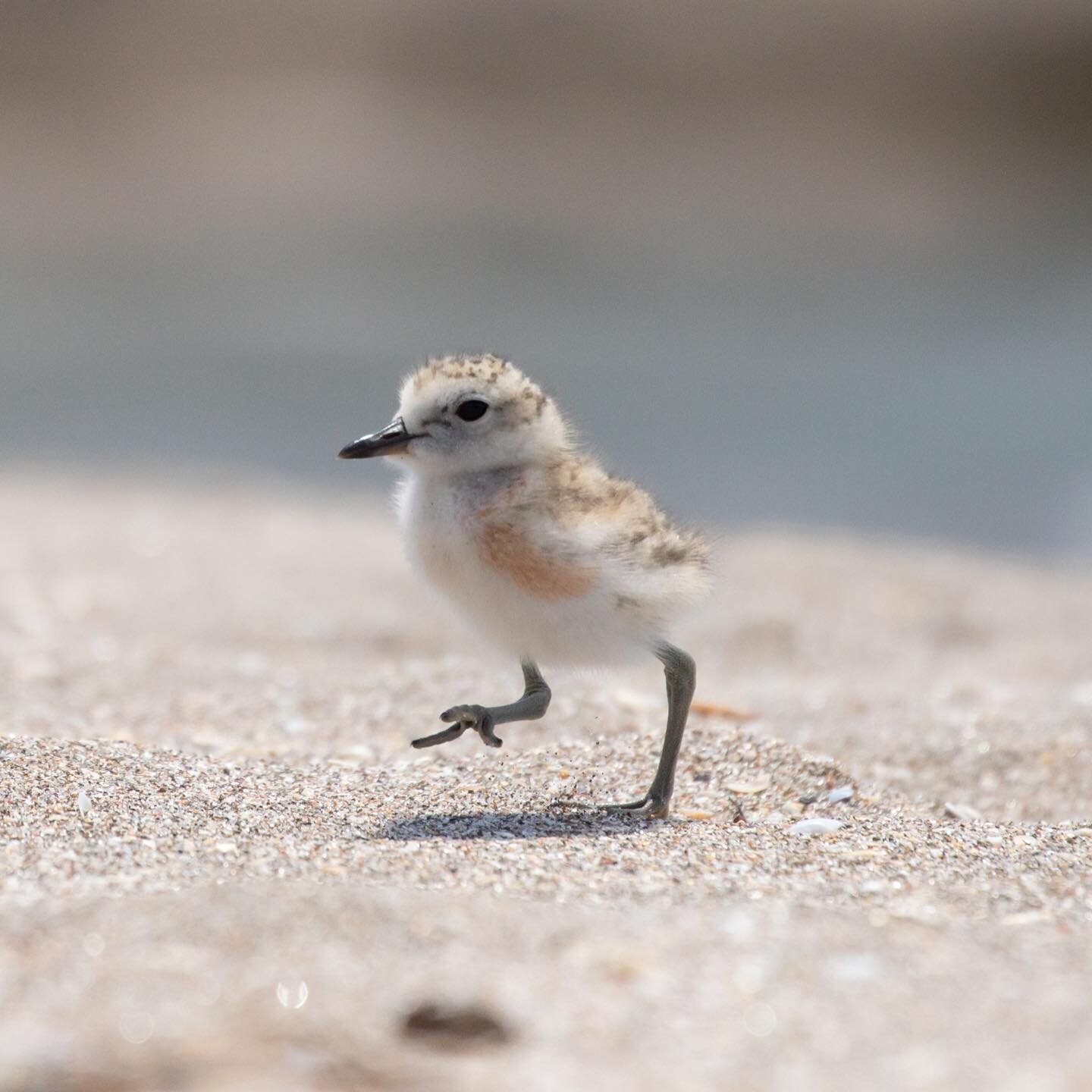 Here&rsquo;s a few grams of cuteness and fluffiness. Courtesy of a dotterel chick. 
So small one can barely see them in the sand dunes (which is a good thing given they are highly vulnerable and the amount of introduced predators threatening them).