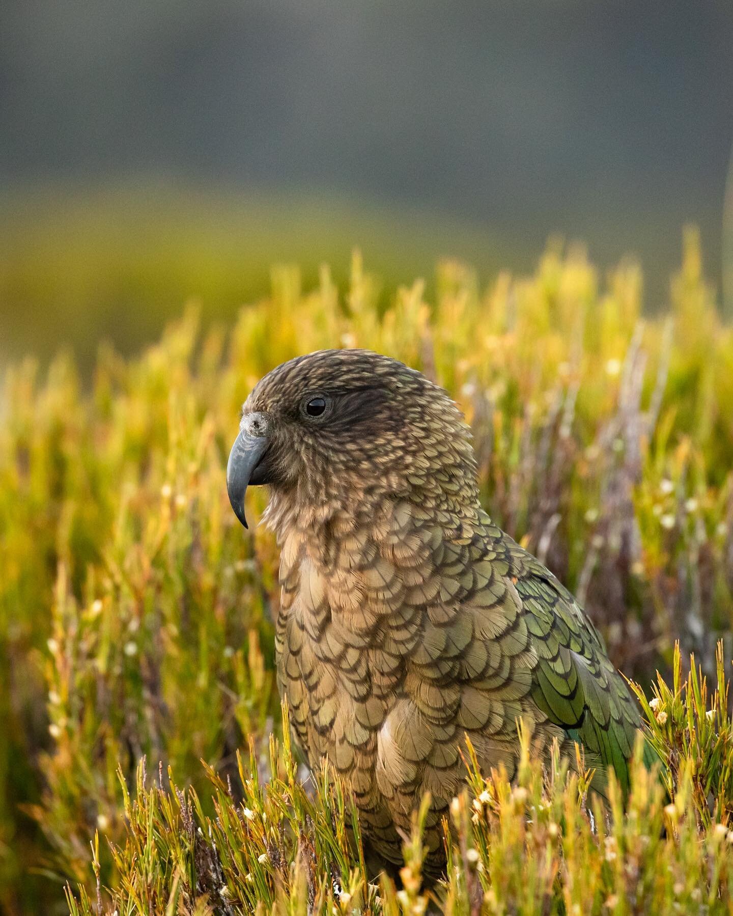 Cute camouflage attempt 🦜

A kea captured at 1400m altitude. 7 others were flying and hovering over us for a few hours, so cool 🎉