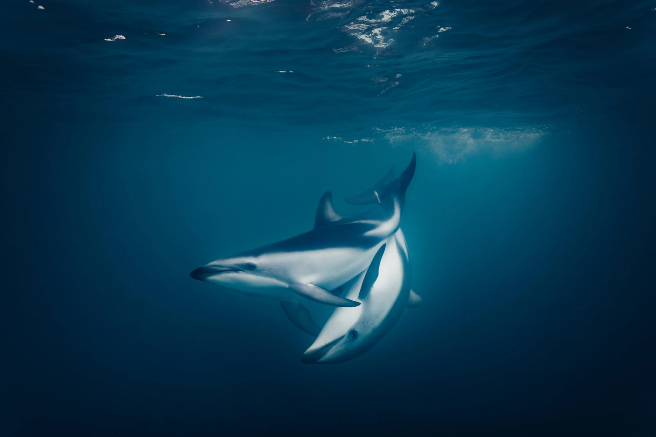 Intimate Dance_NZGEO2024_Wildlife Category_Julie Chandelier.JPG