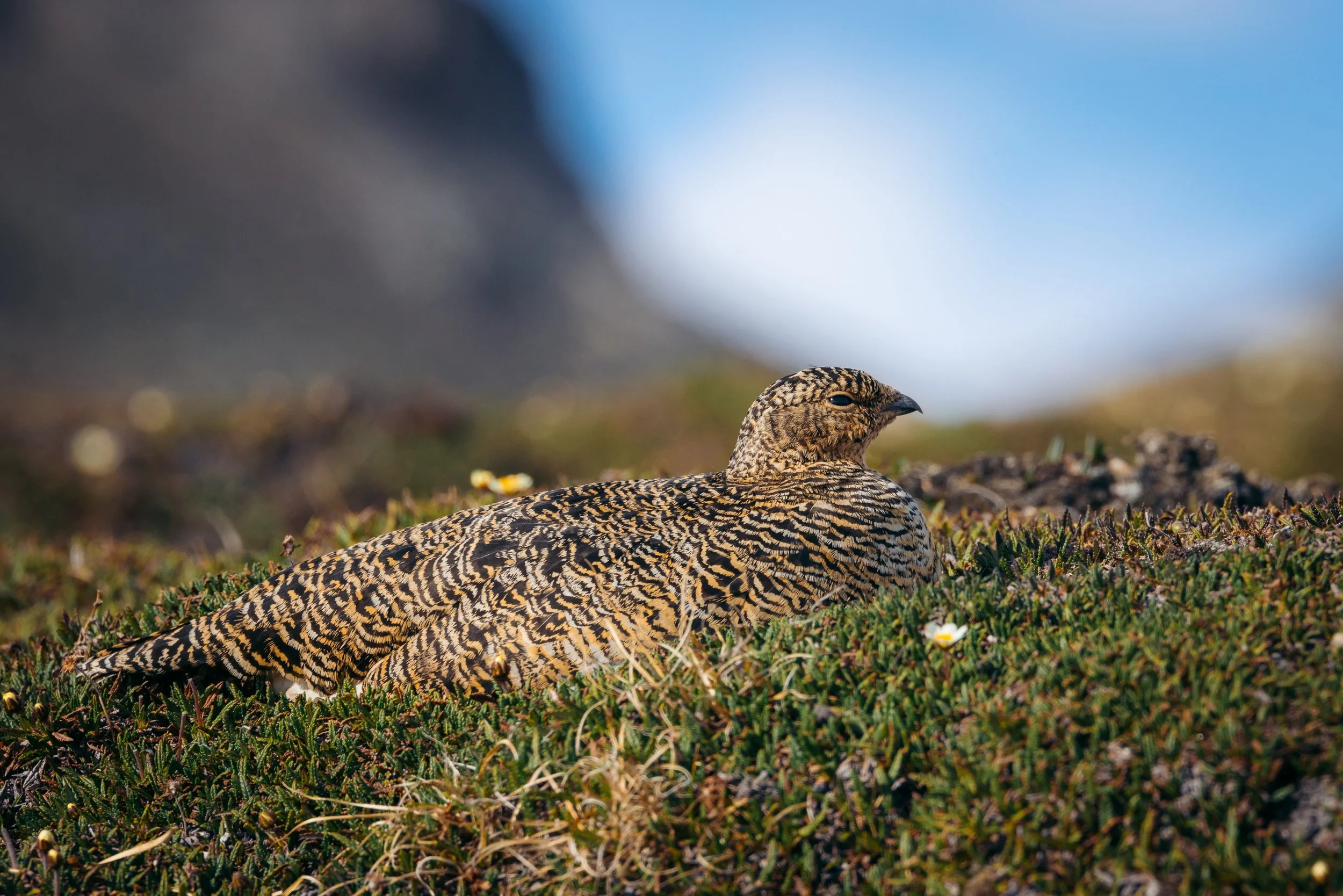 @Julie_Chandelier_Svalbard 2024_16.jpg