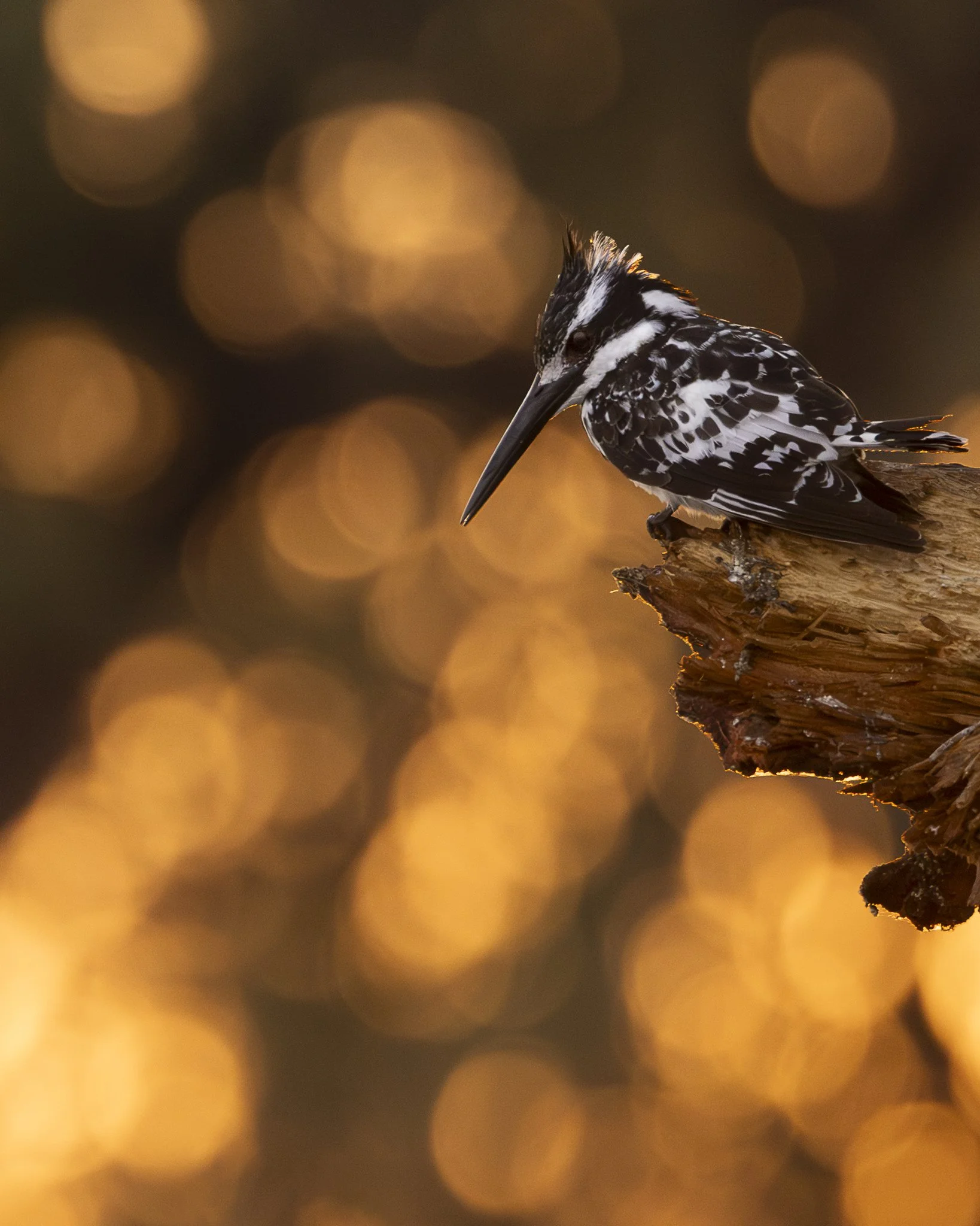 @Julie_Chandelier_Pike kingfisher V2.JPG