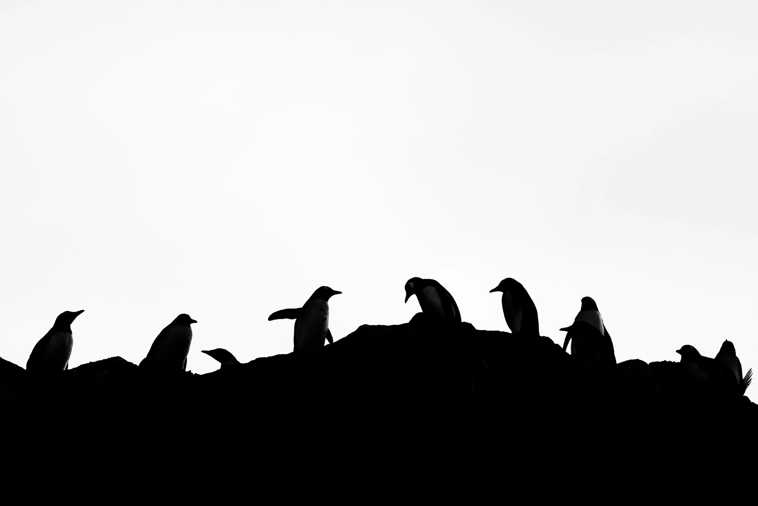 @Julie_Chandelier_Antarctica 2-5.jpg
