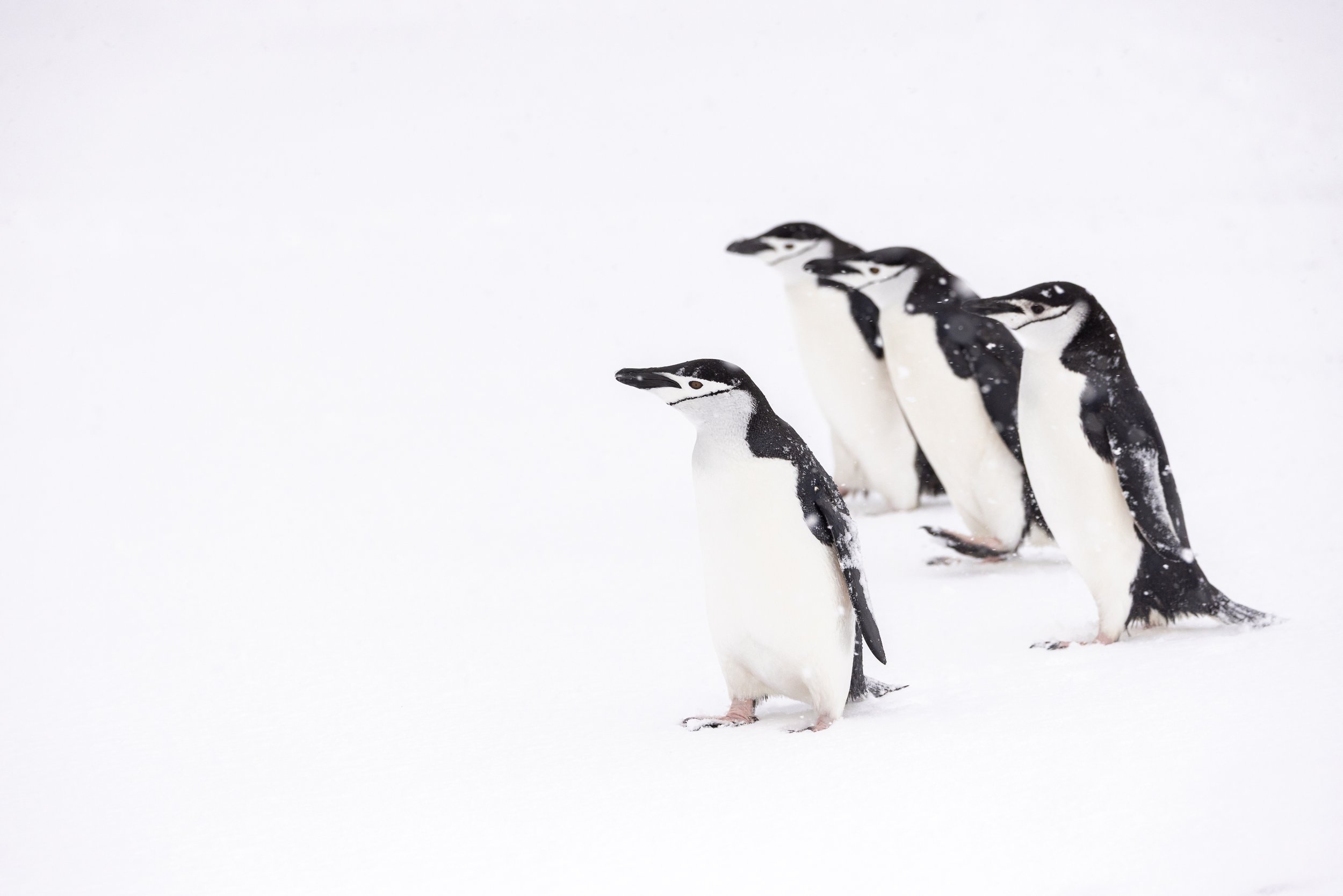 @Julie_Chandelier_Antarctica 2-6.jpg