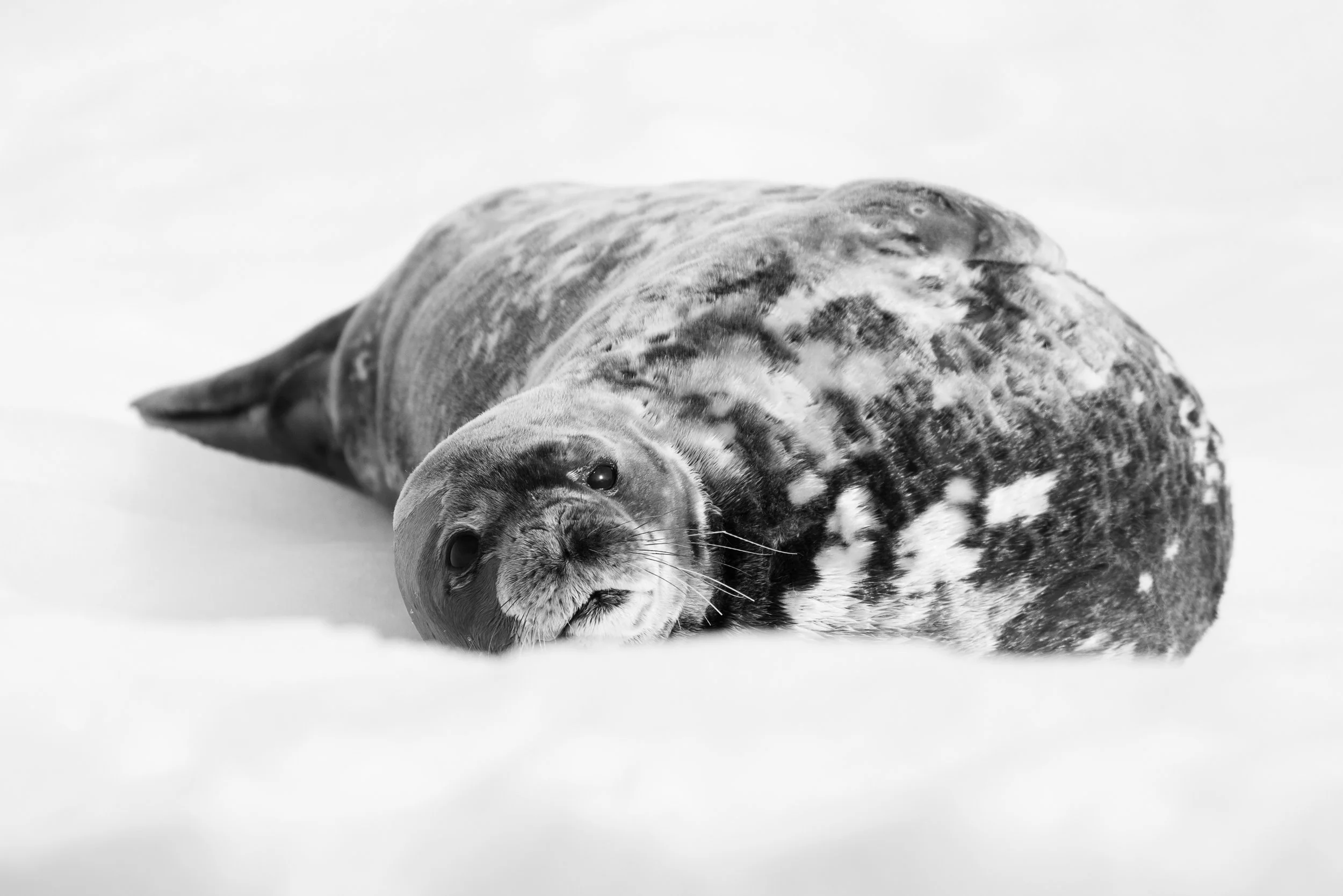 @Julie_Chandelier_Antarctica 2-12.jpg