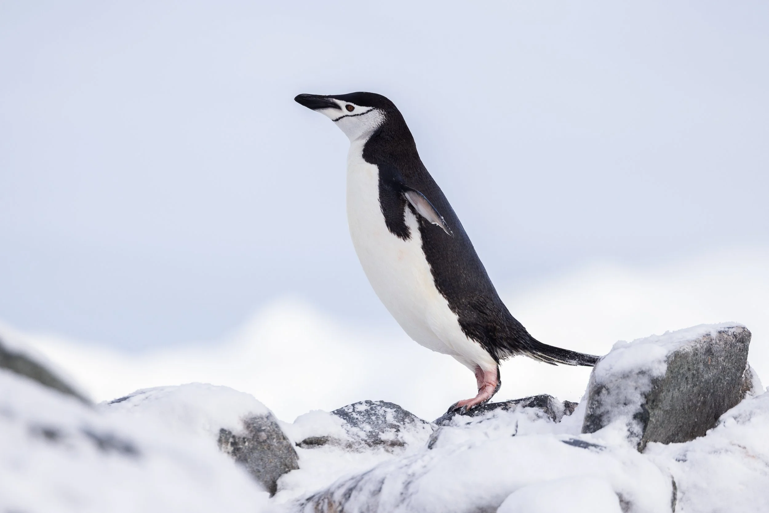 @Julie_Chandelier_Antarctica 2-24.jpg
