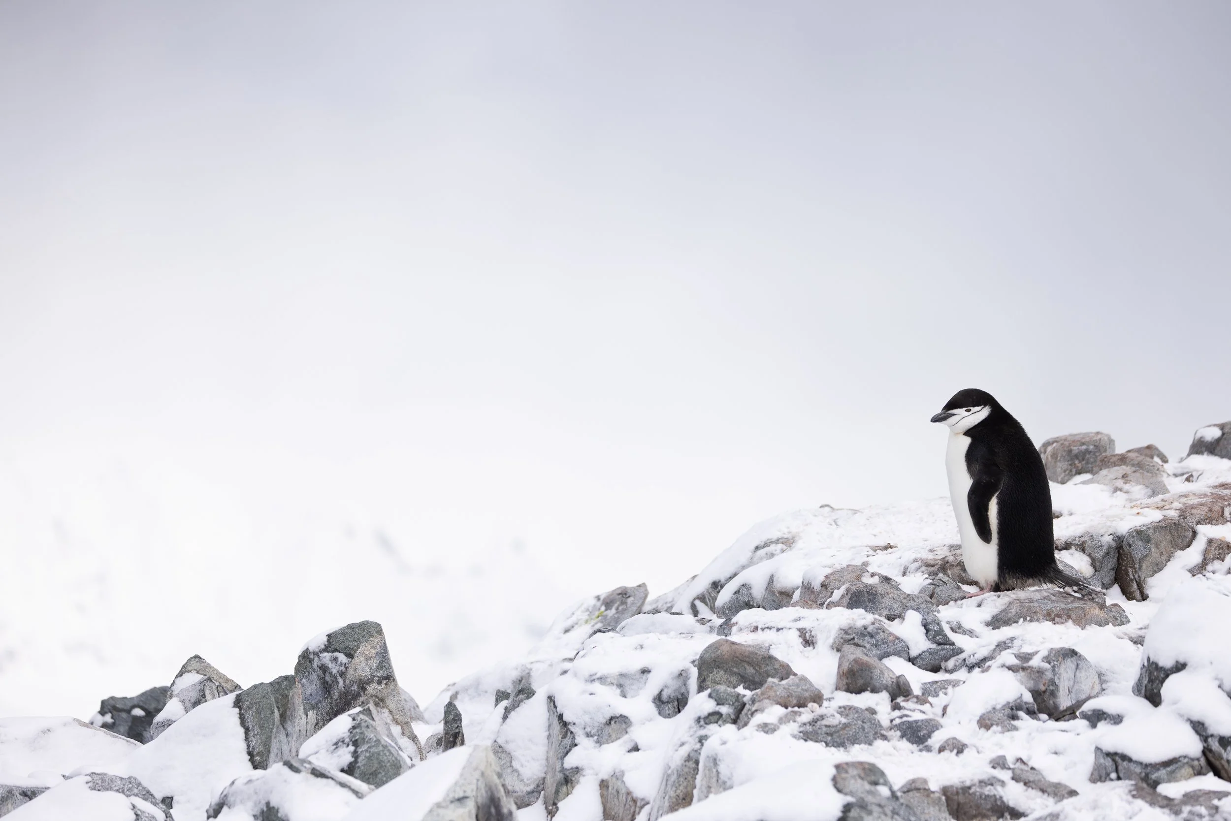 @Julie_Chandelier_Antarctica 2-25.jpg