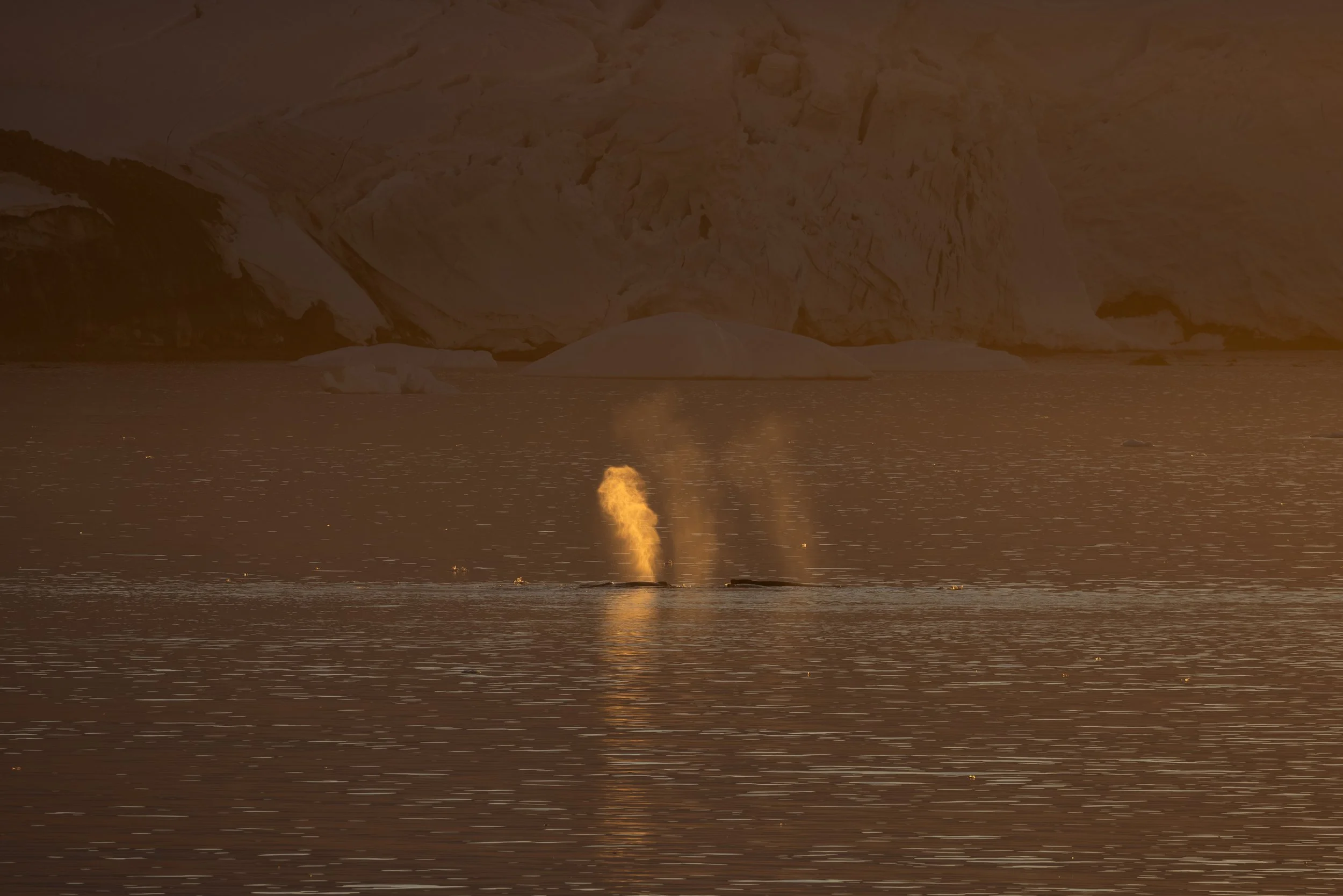 @Julie_Chandelier_Antarctica-3.jpg