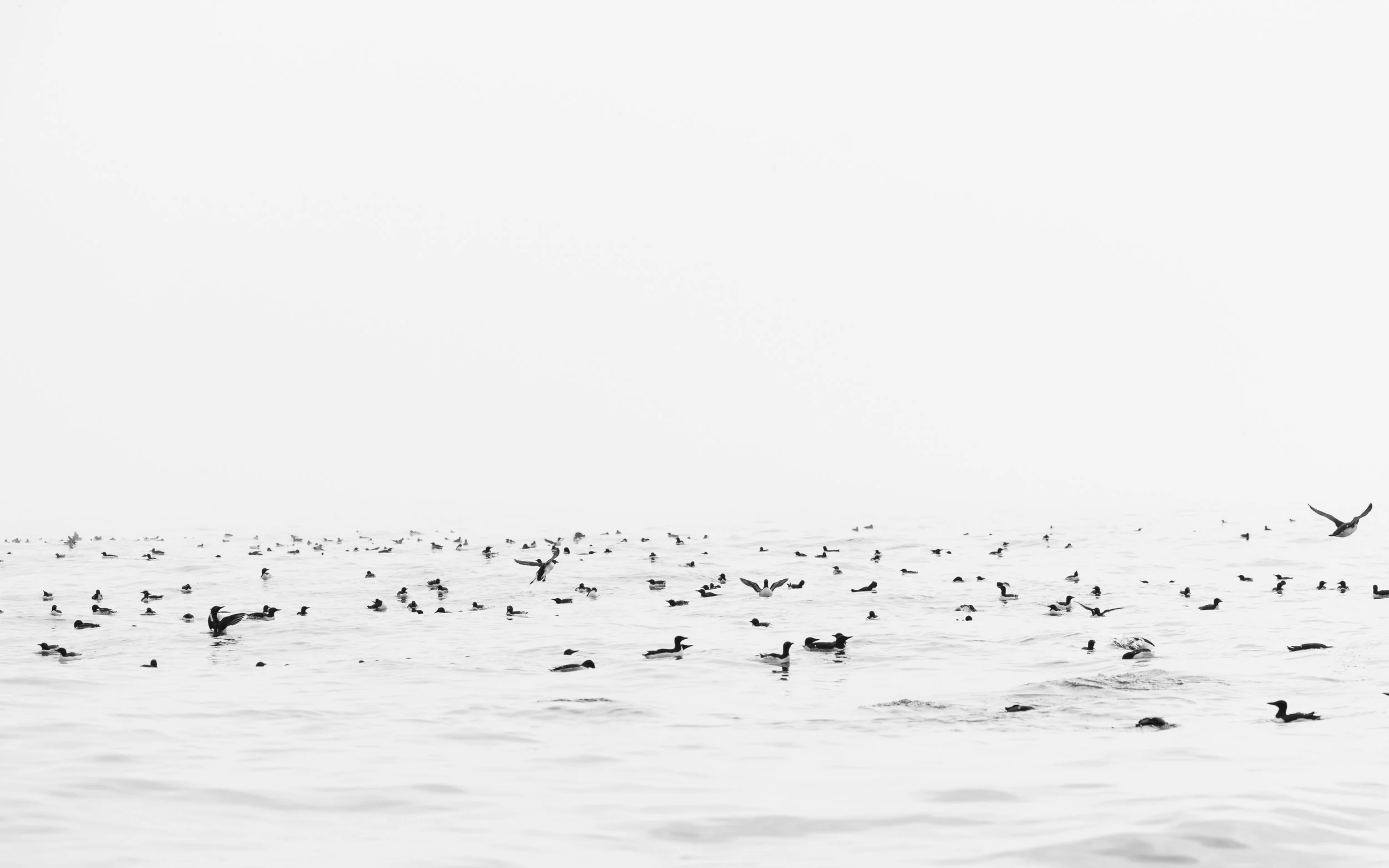 @Julie_Chandelier_Svalbard and Bjørnøya-9.jpg