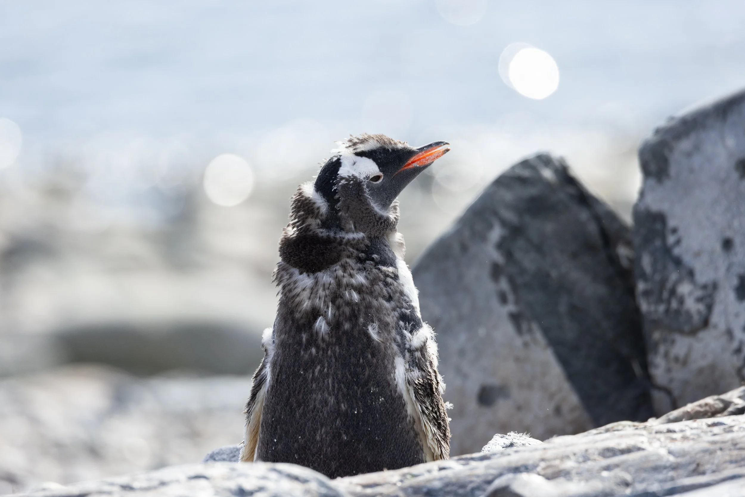 @Julie_Chandelier_Antarctica 2-20.jpg