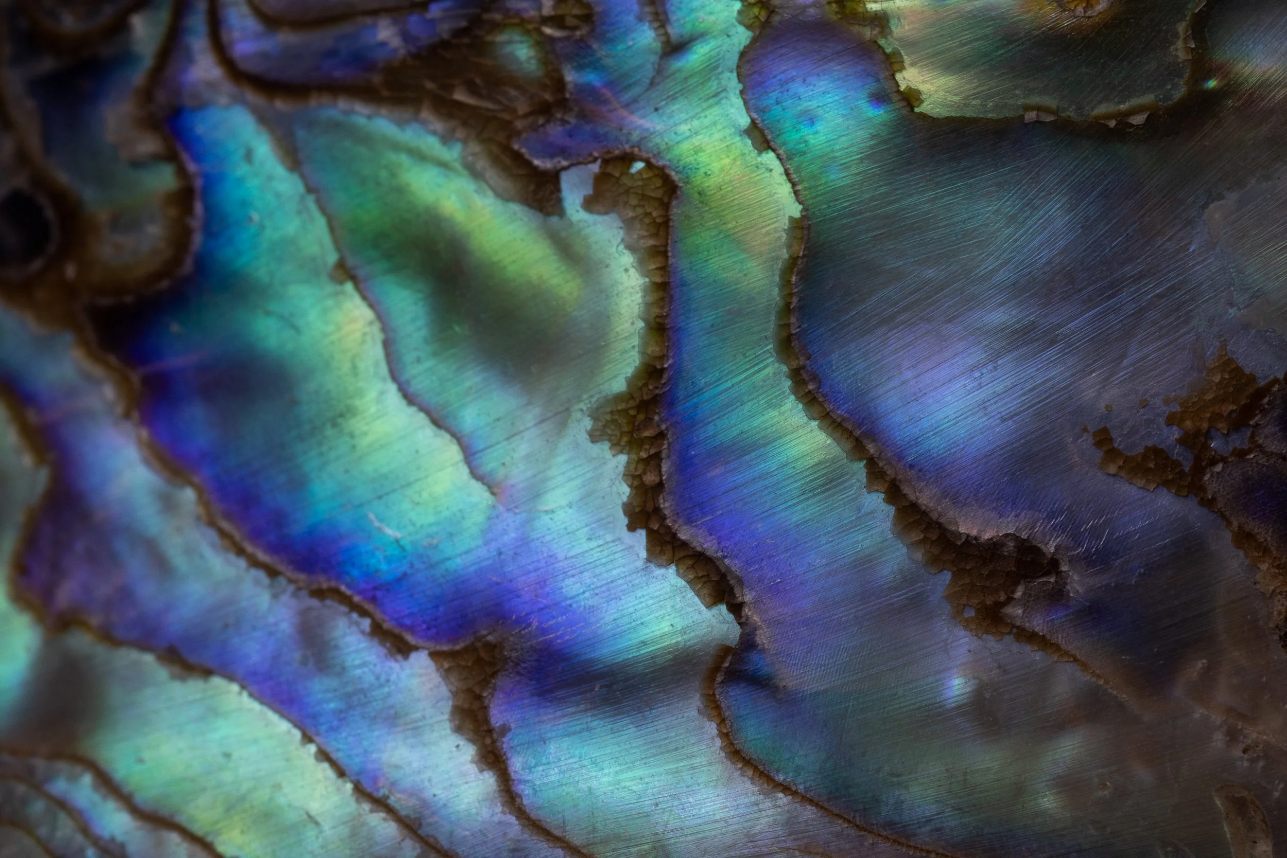@Julie_Chandelier_Paua shell-6.jpg