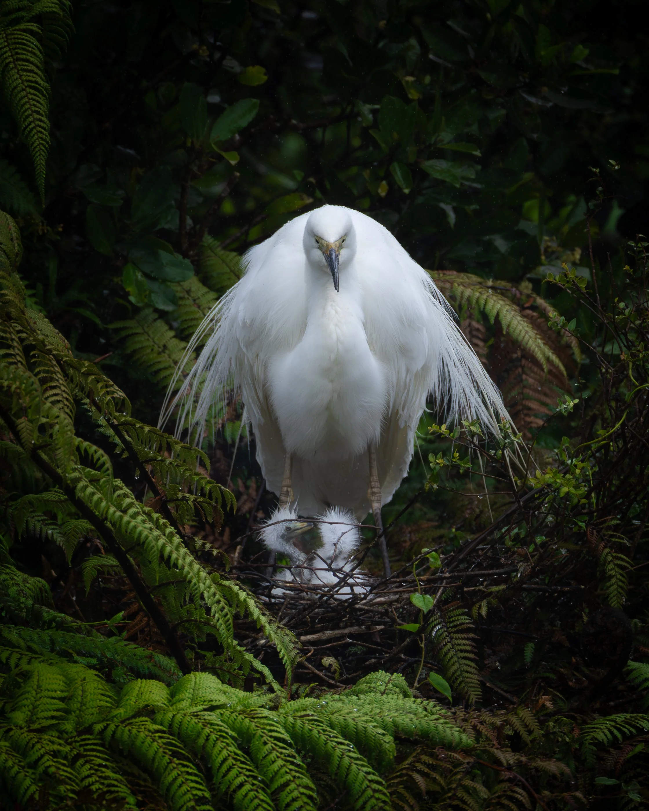 @Julie_Chandelier_Heron.jpg