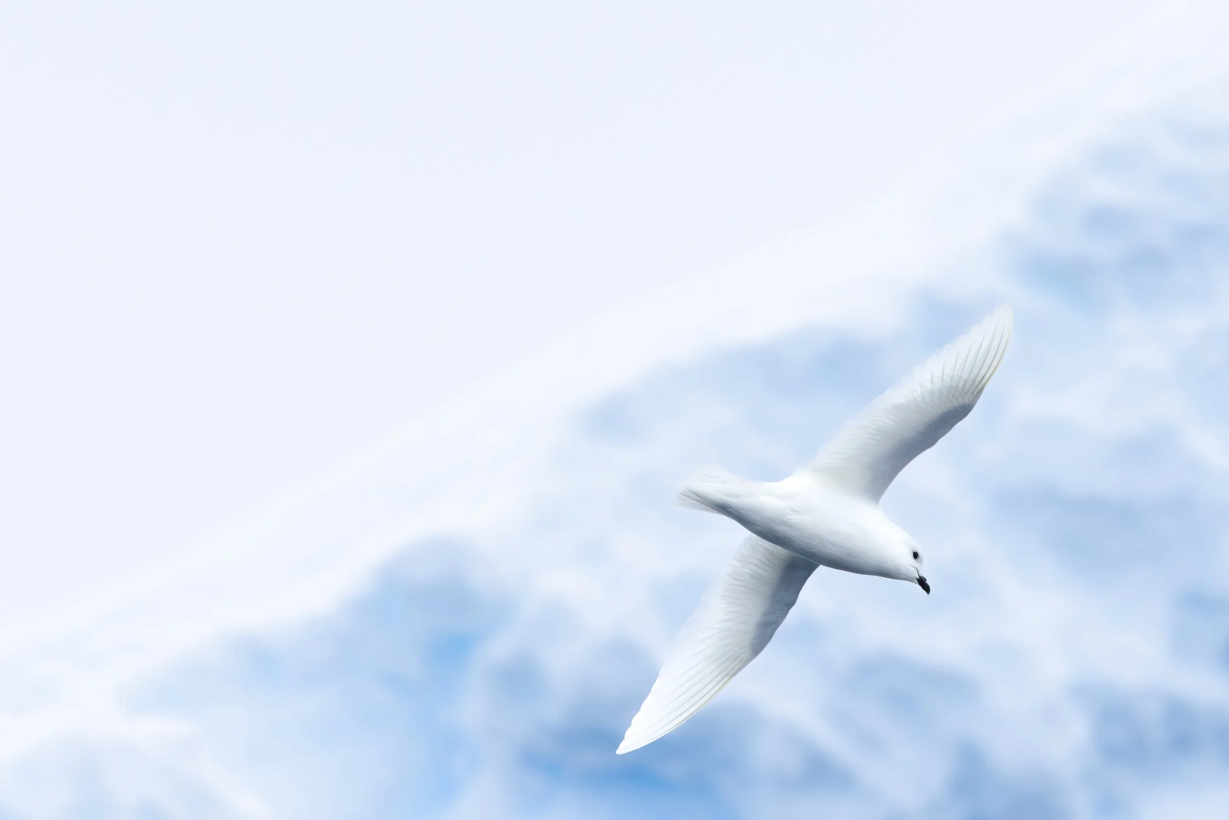 @Julie_Chandelier_Snow Petrel.jpg
