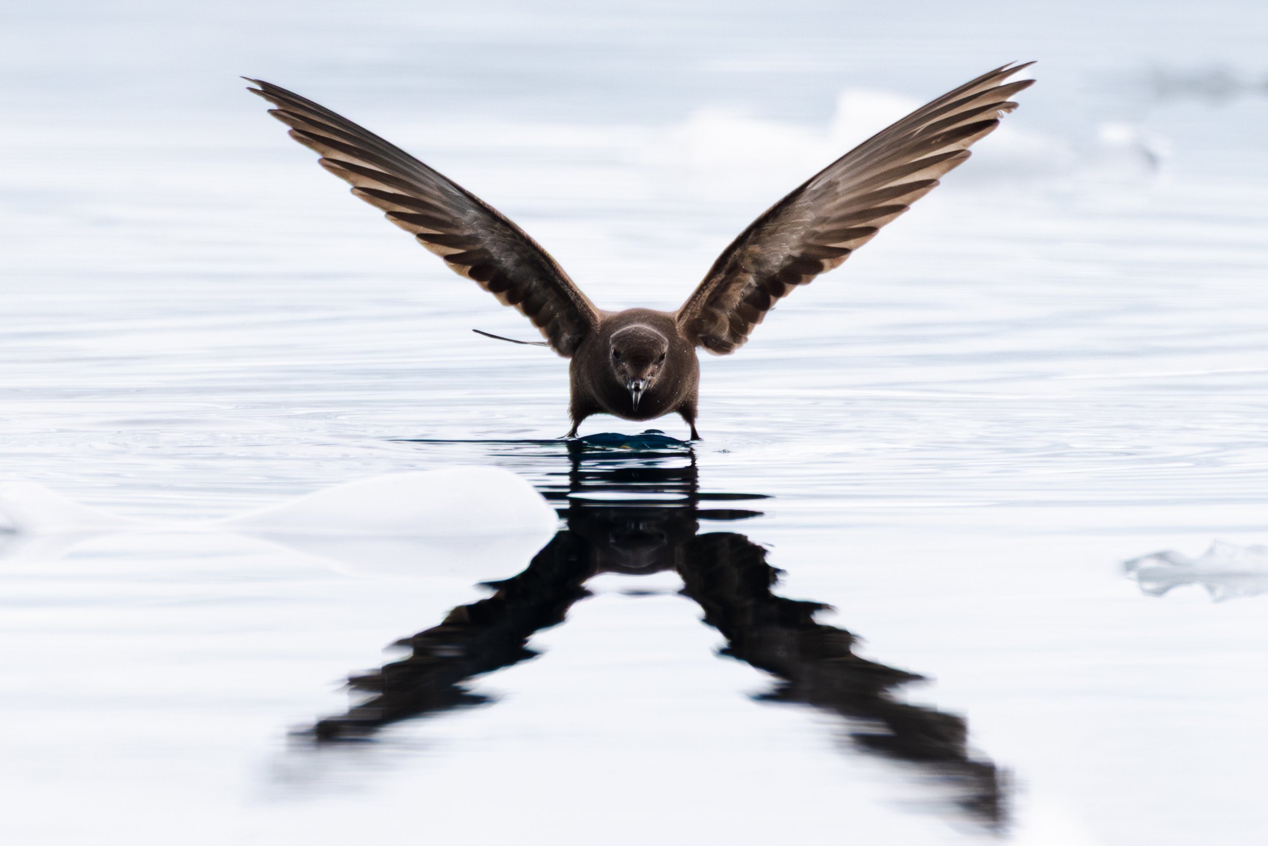 @Julie_Chandelier_Wilson't storm petrel.jpg