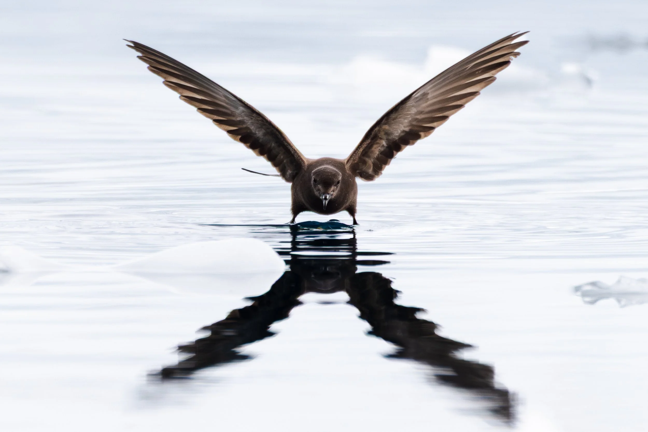 @Julie_Chandelier_Wilson't storm petrel.jpg