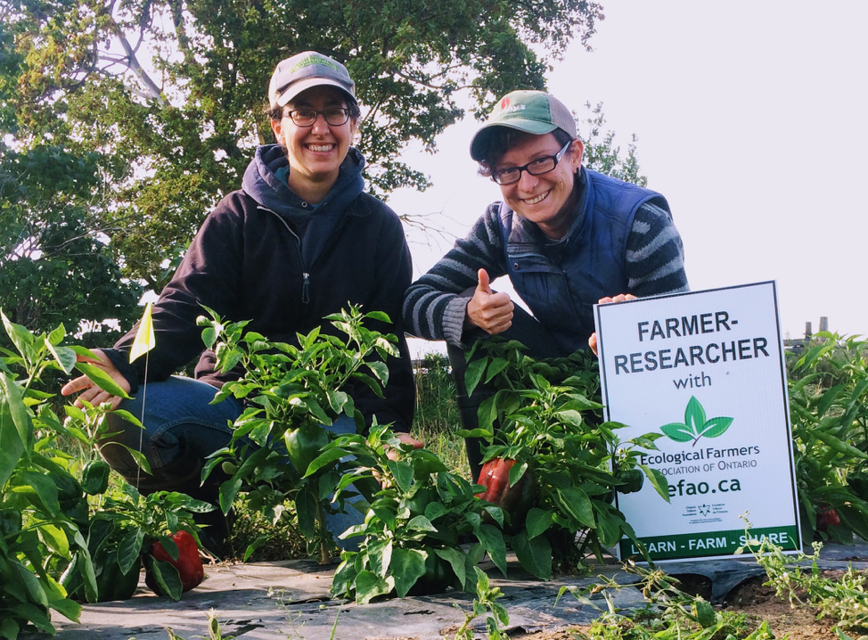 Rebecca Ivanoff and Nicola Inglefield in their pepper patch. Rebecca, along with four other growers in Ontario, is part of the Southern Ontario Pepper Breeding Project. Rebecca and Nicola conducted a trial in 2017 comparing two methods for cabbage seed production. Both projects are in cooperation with EFAO’s Farmer-led Research Program.