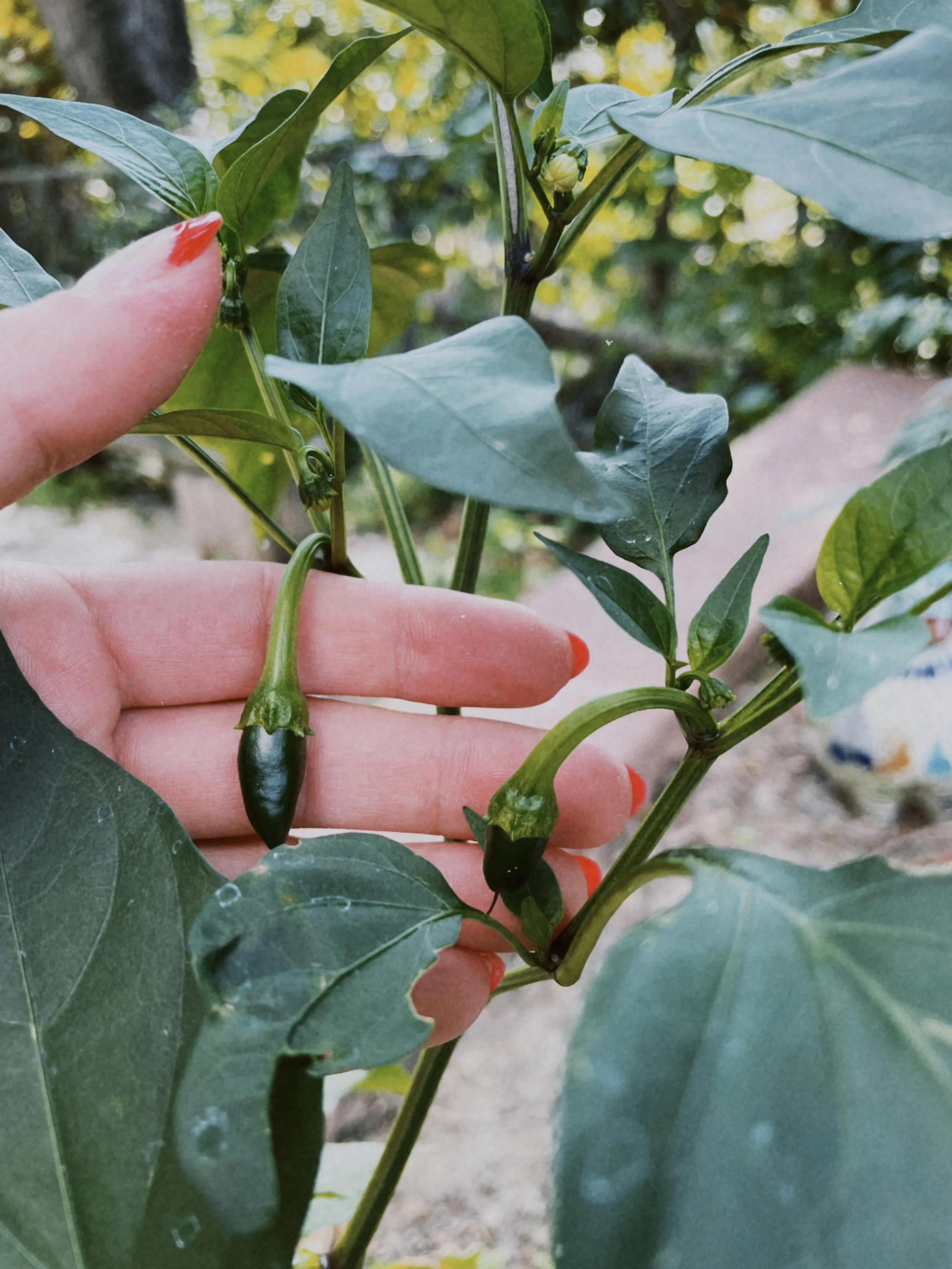 Easiest Way to Start A Garden