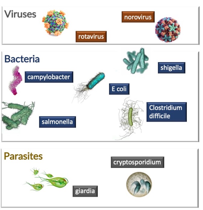 Gastroenterita giardiei. Giardiasis (Intestinal Infection by a Parasite) cât de viermi