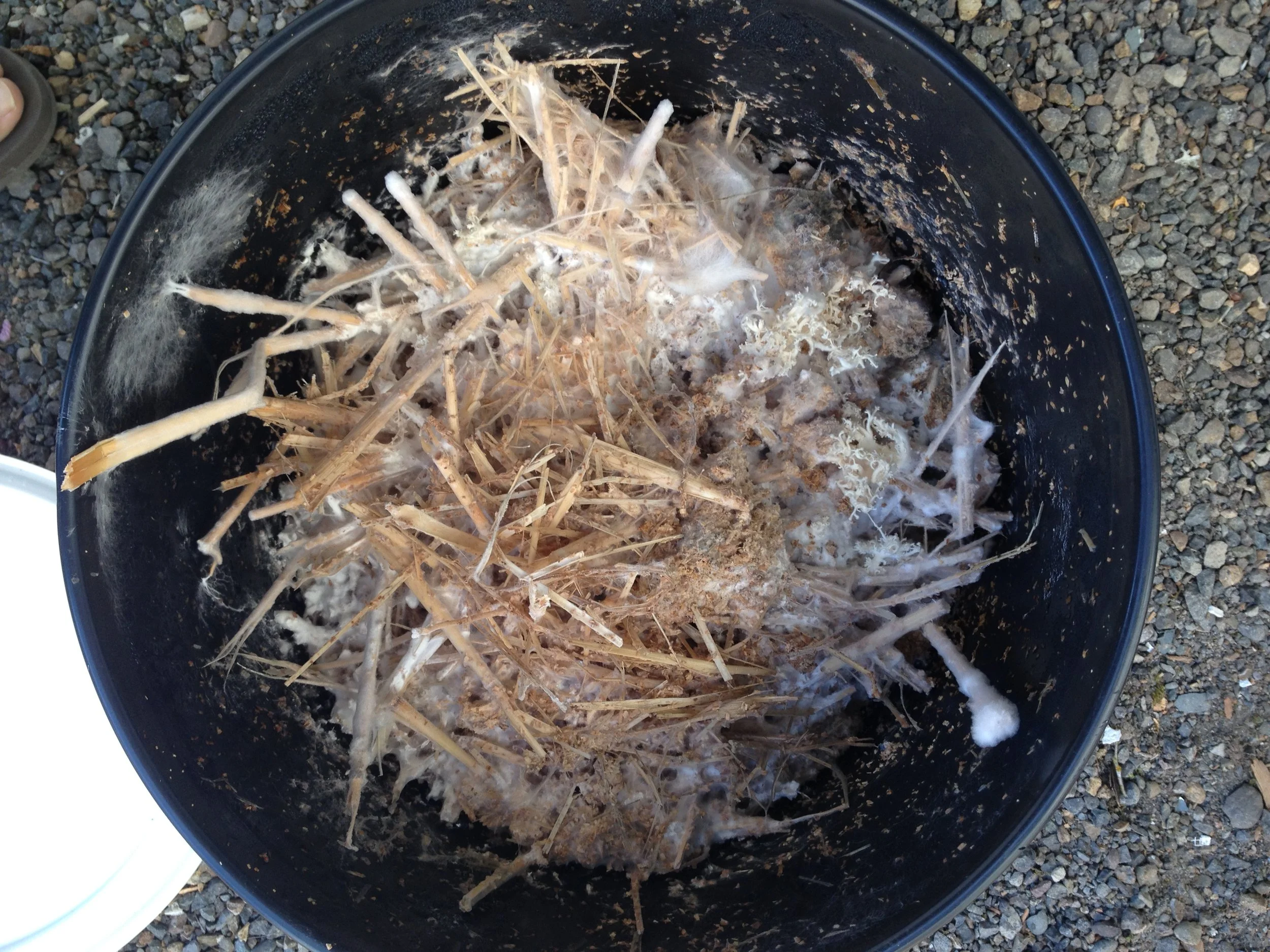 Mushroom growth on asphalt roofing 2.JPG
