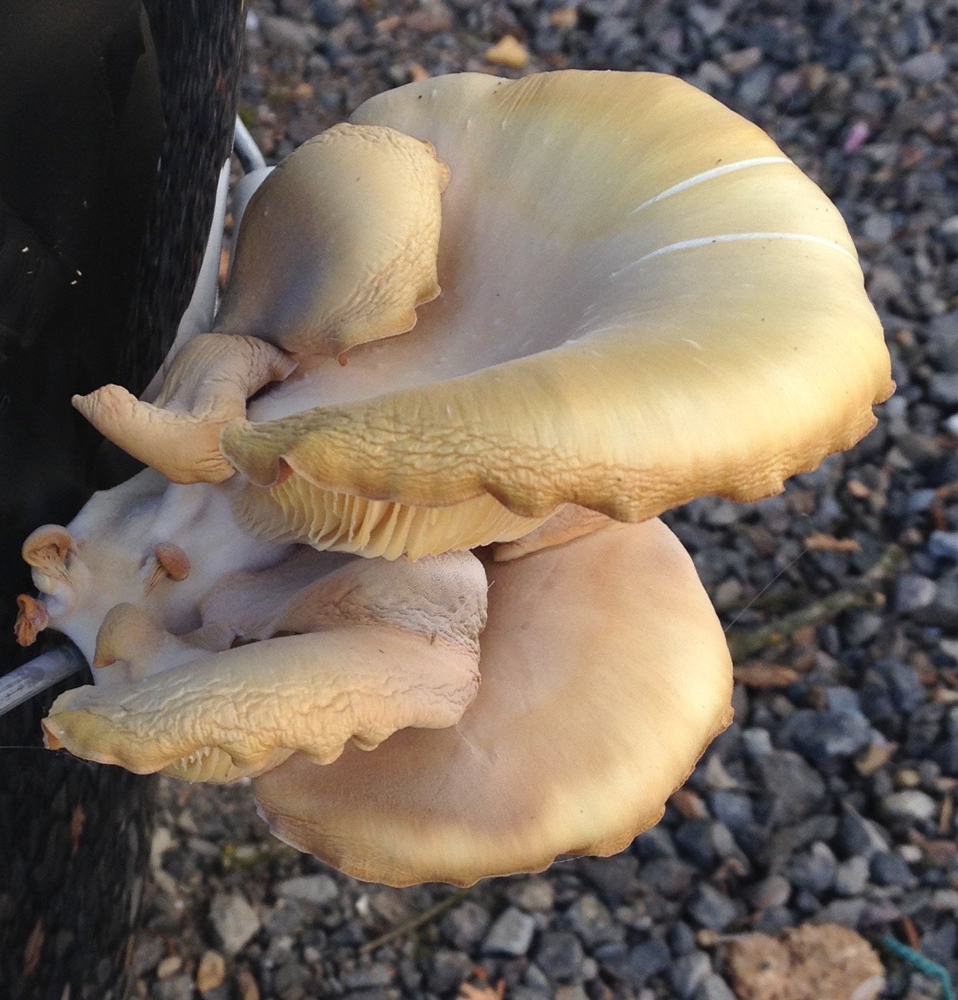 Mushroom growth on asphalt roofing 5.JPG