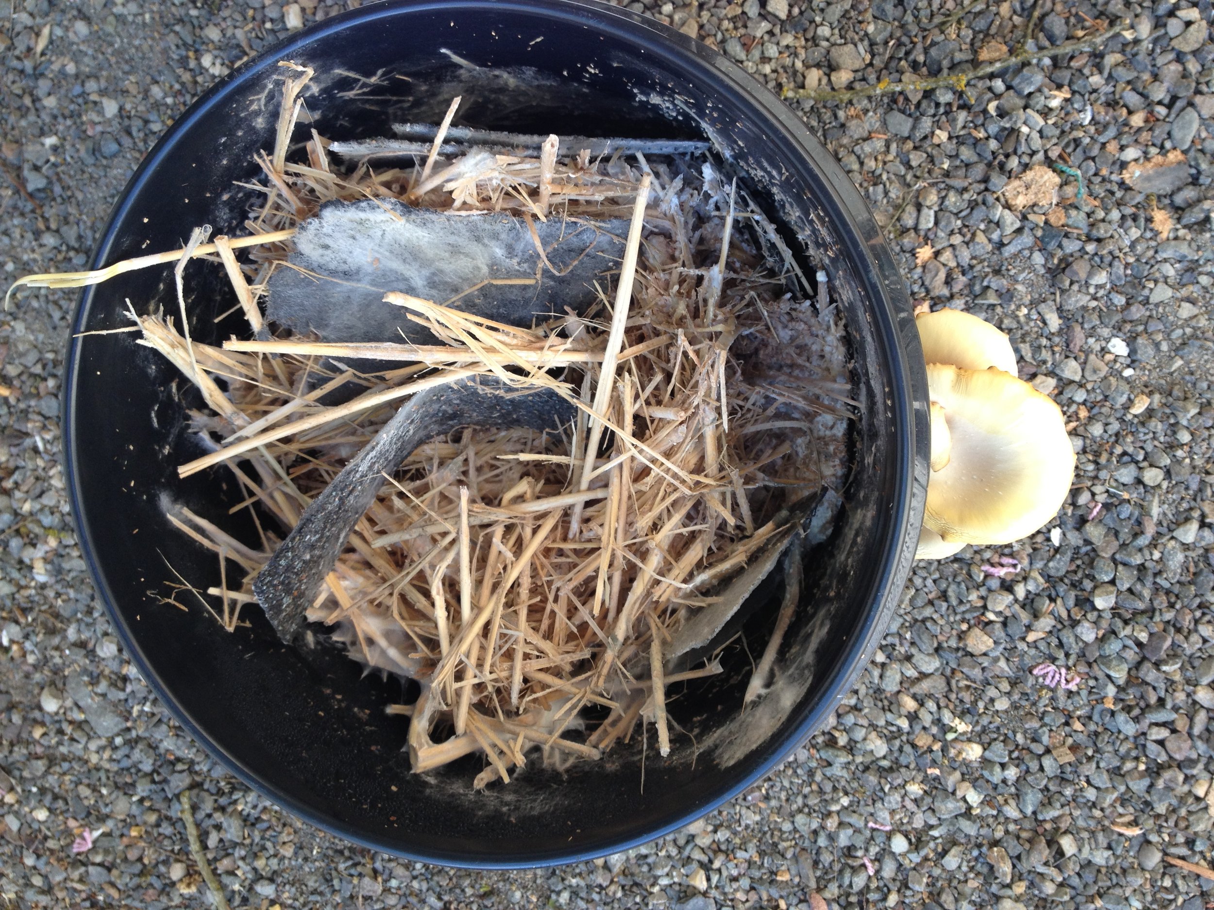 Mushroom growth on asphalt roofing 4.JPG