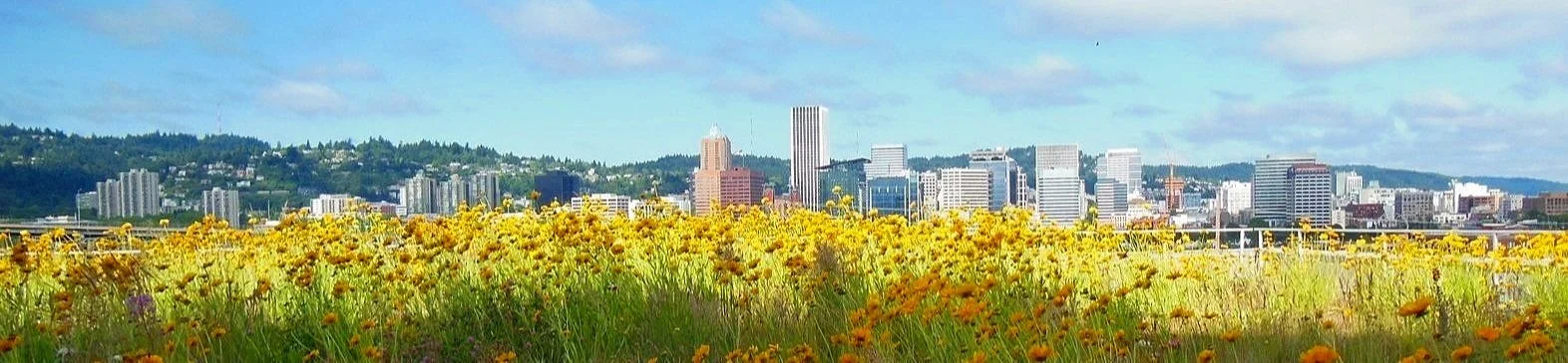 Mult%252BCo%252BSkyline%252BView.jpg