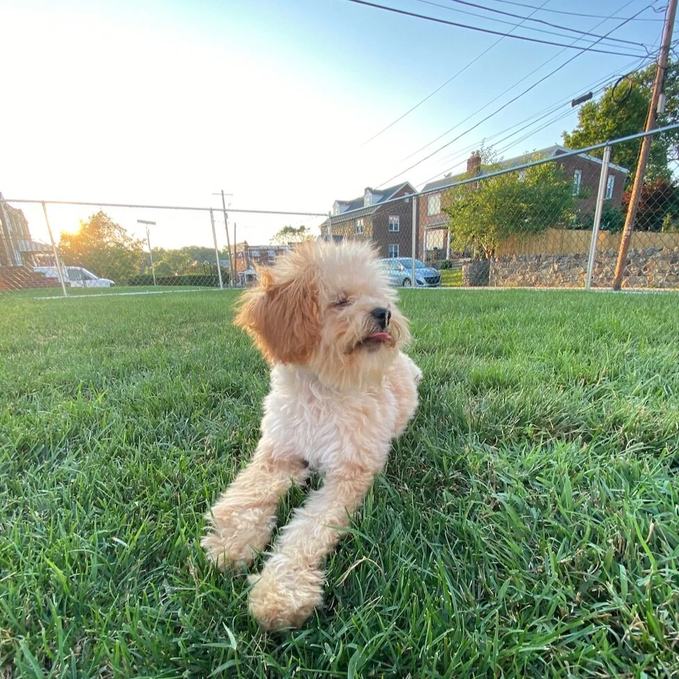 6 Life Lessons My Dog Has Taught Me