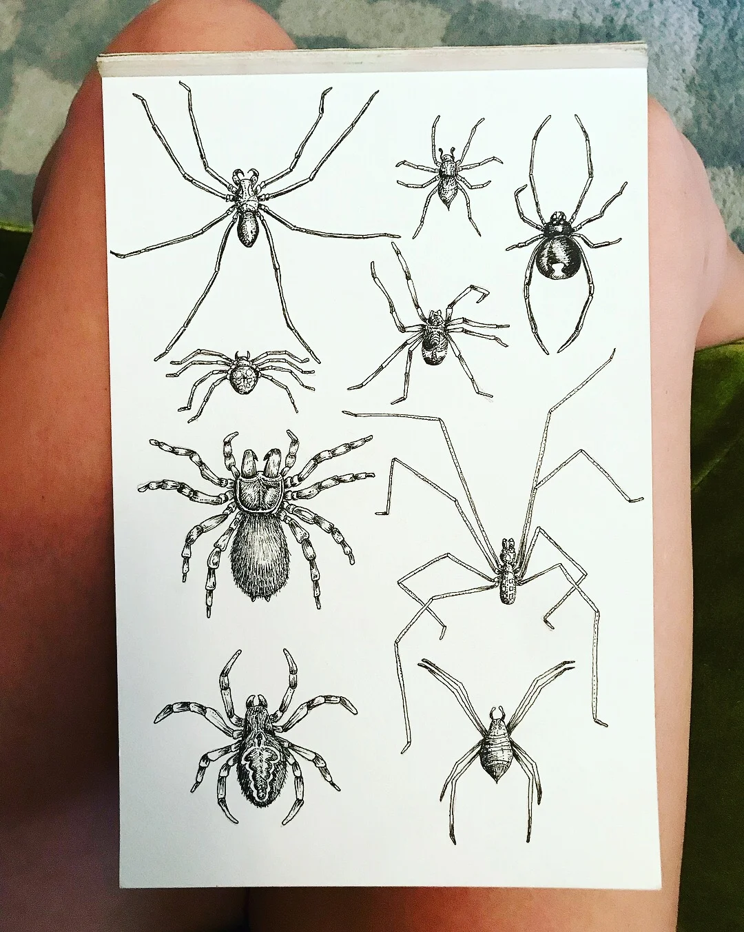 spiders.JPG