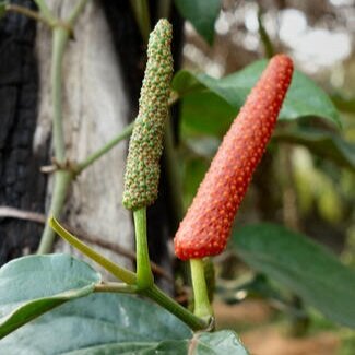 long_pepper_red_0.jpg