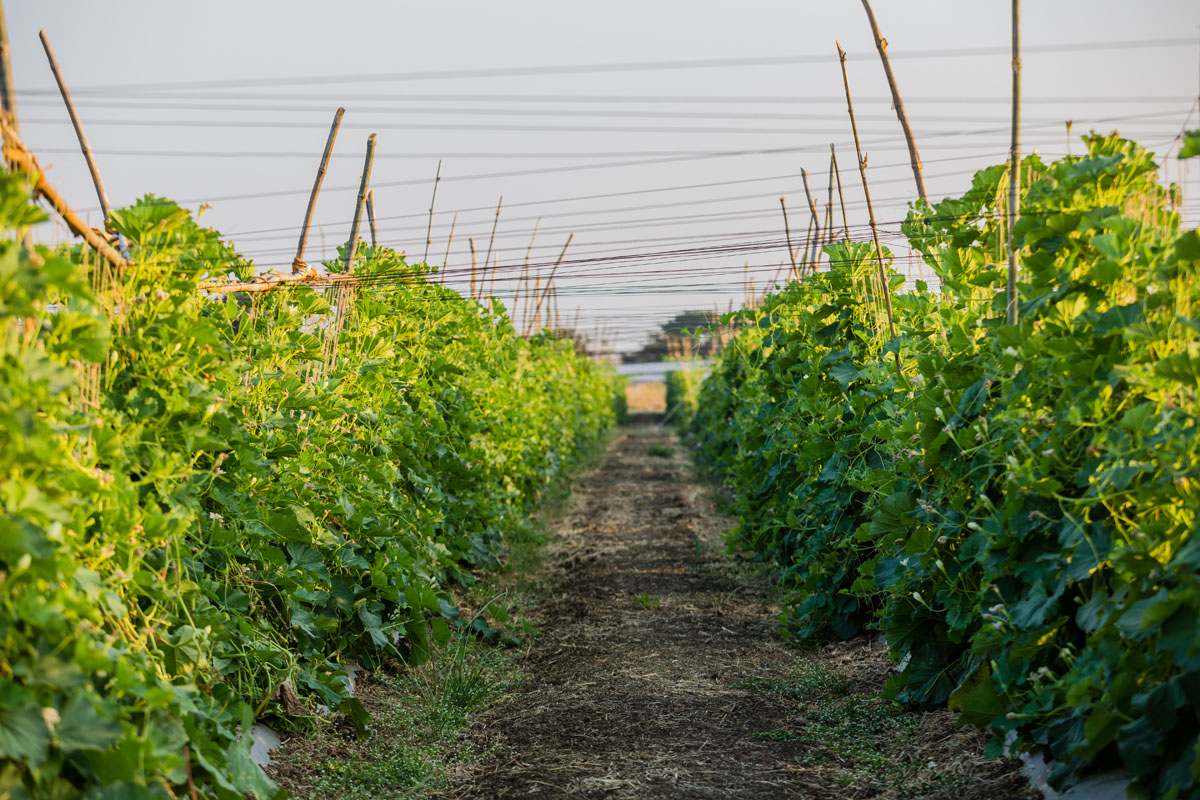 HiGoInc_Nature_Valley_Farm-2.jpg