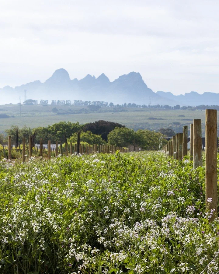 FOOD &amp; WINE PAIRING DINNER WITH MEERLUST WINE ESTATE

Our next Food &amp; Wine Pairing Dinner, hosted by Deidre Taylor, Sales &amp; Marketing Manager at Meerlust, on Wednesday, 26 August.

For eight generations, the Myburgh family has been produc