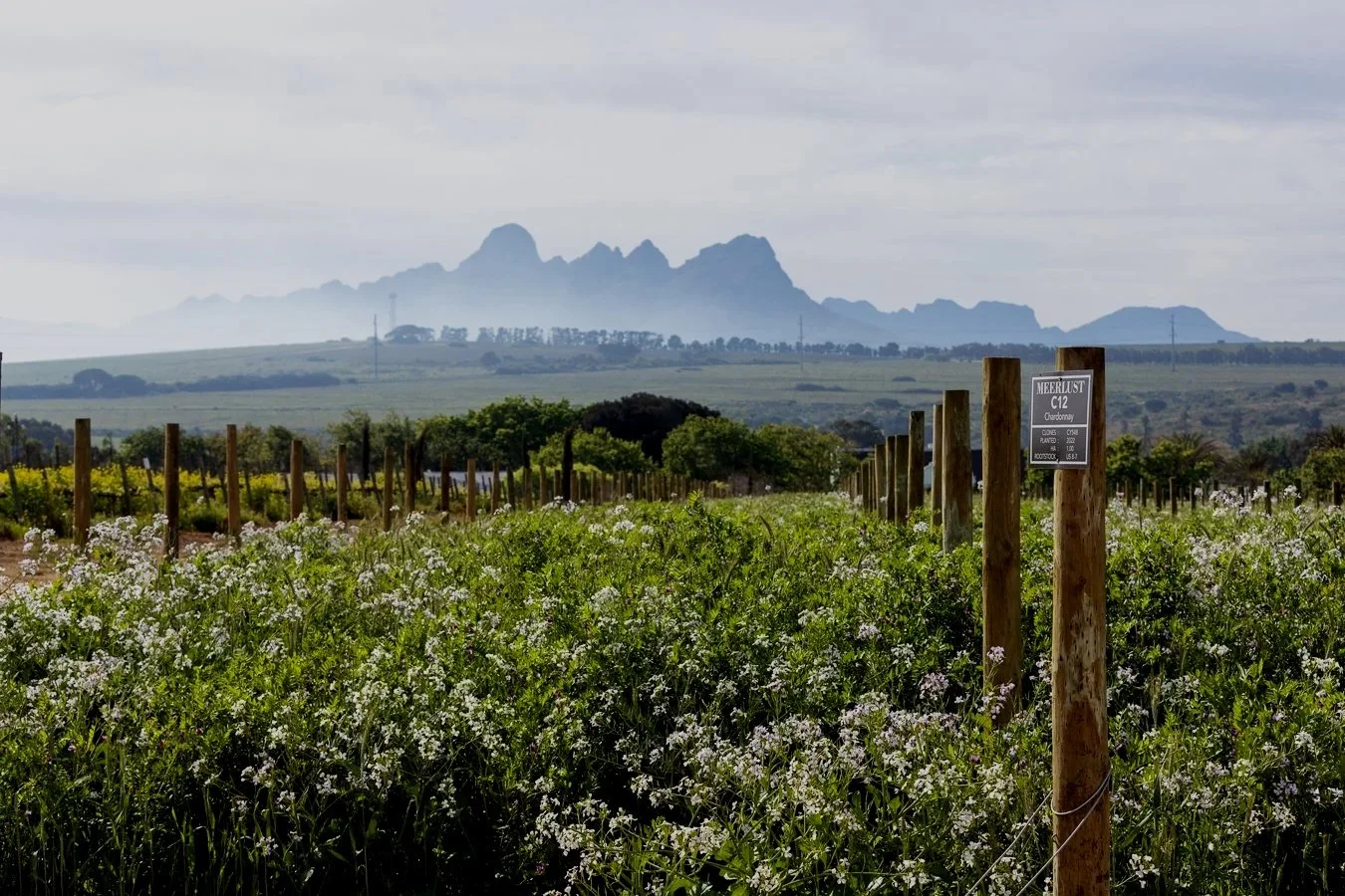 Meerlust_Sept 2022_03 - Copy.jpg