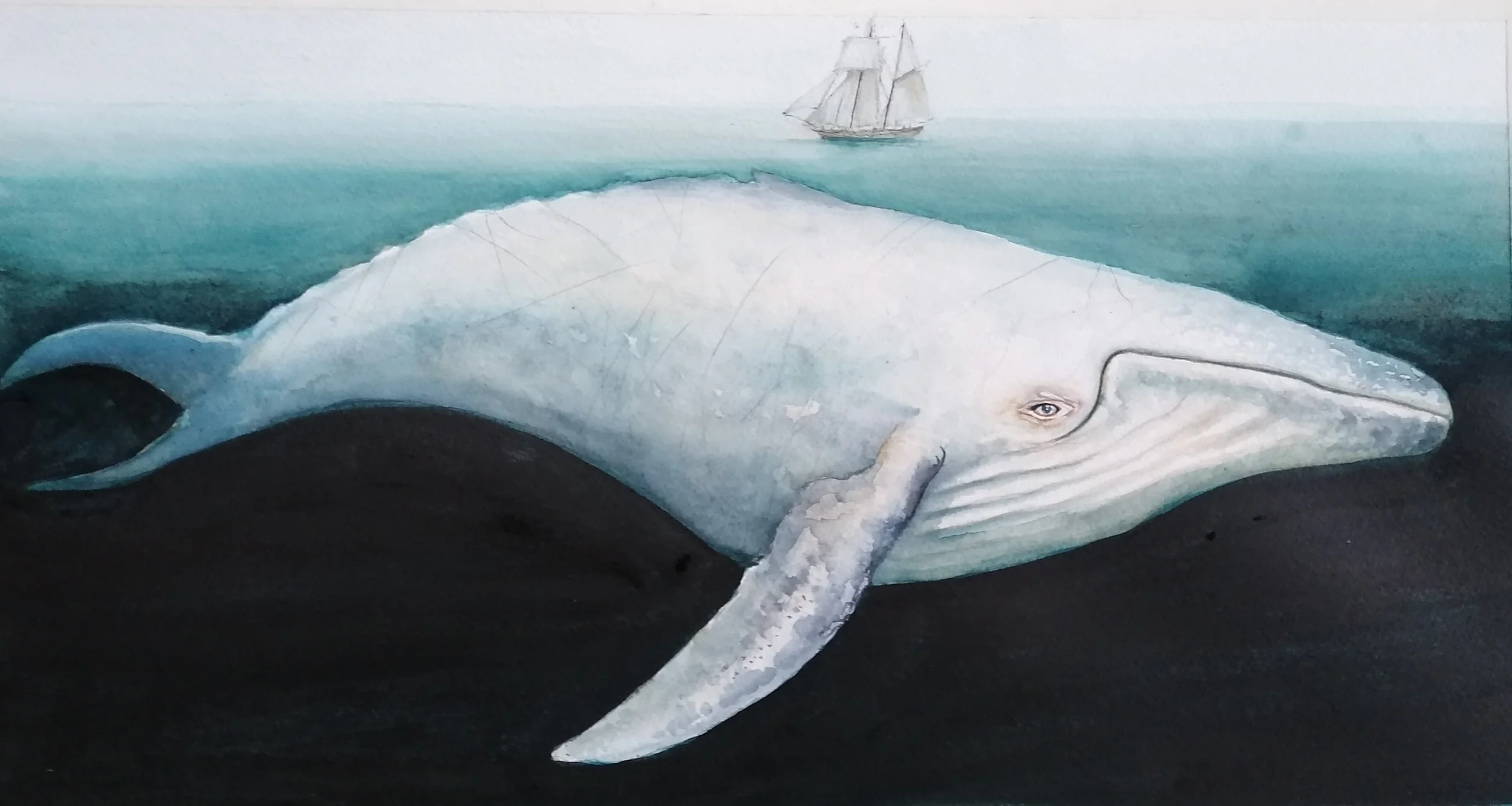 Moby Dick.jpg