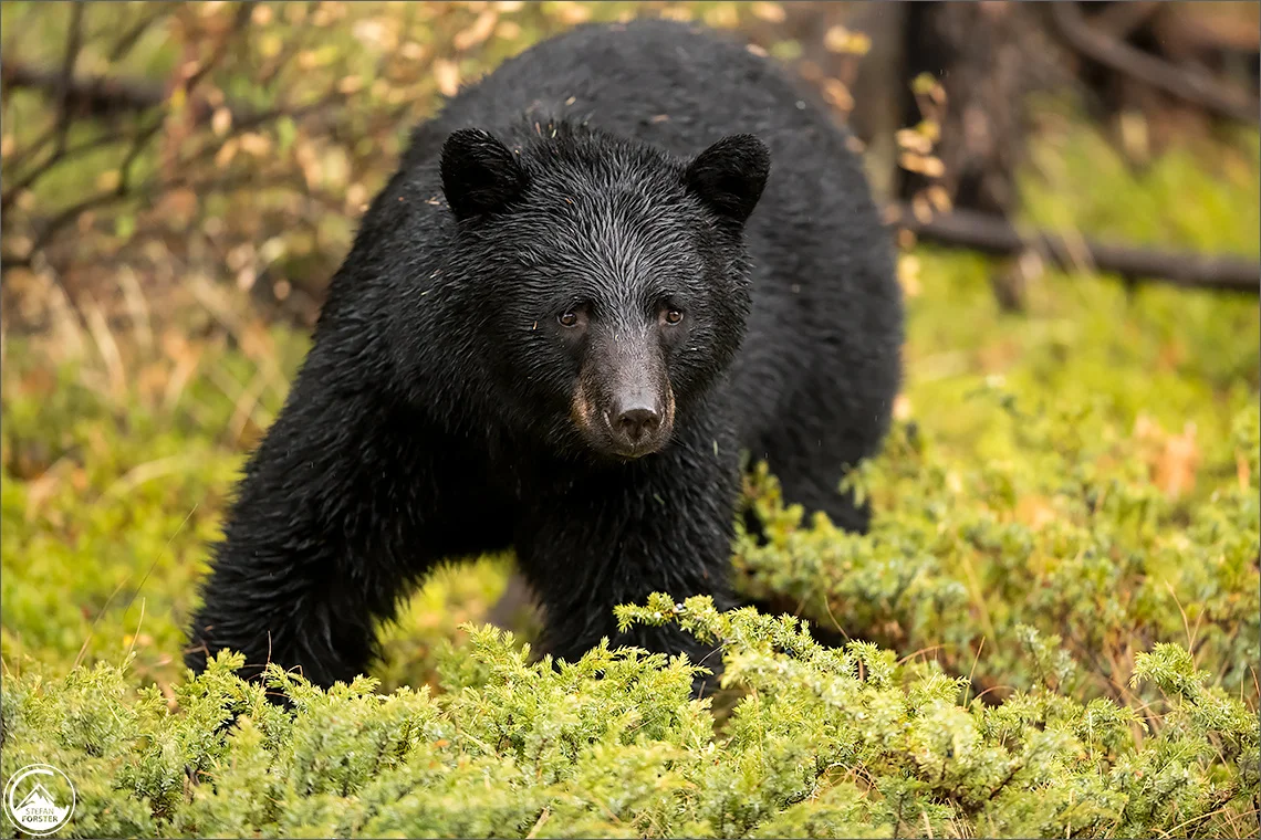 September 17 - Alaska