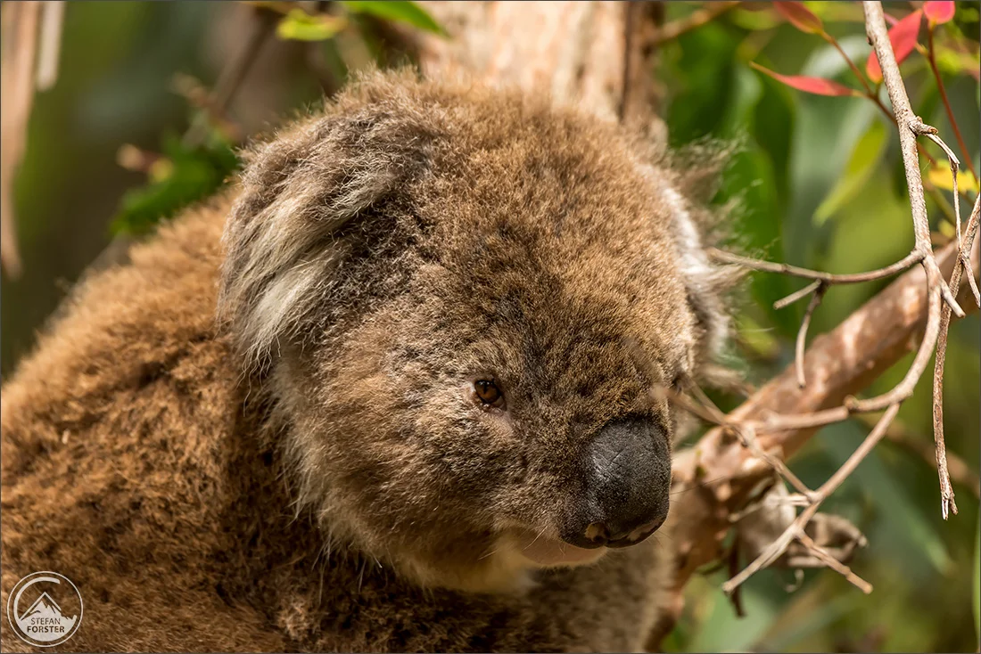 Der fetteste Koala den ich gesehen hab. Der hat sogar am Tag gefuttert, zu der Tageszeit an der diese Tiere normalerweise schlafen. 