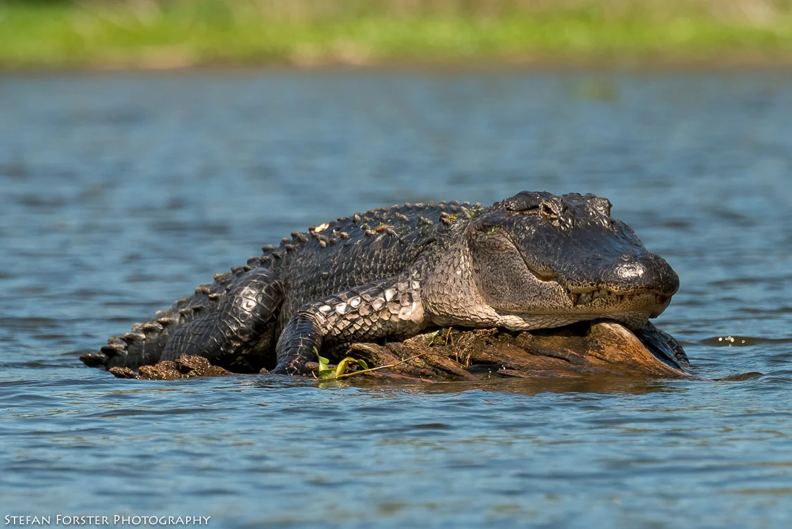 Swamps-5.jpg