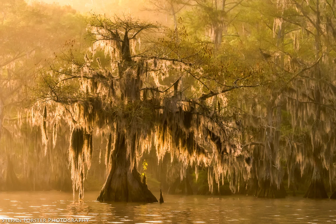 Swamps-9.jpg