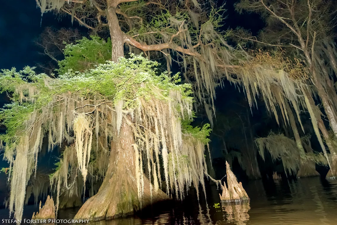 Swamps-8.jpg