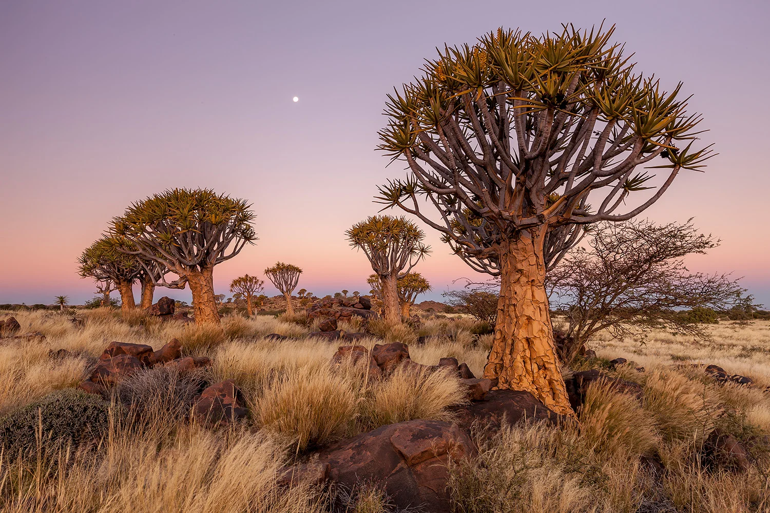 QUIVER TREE - NAMIBIA