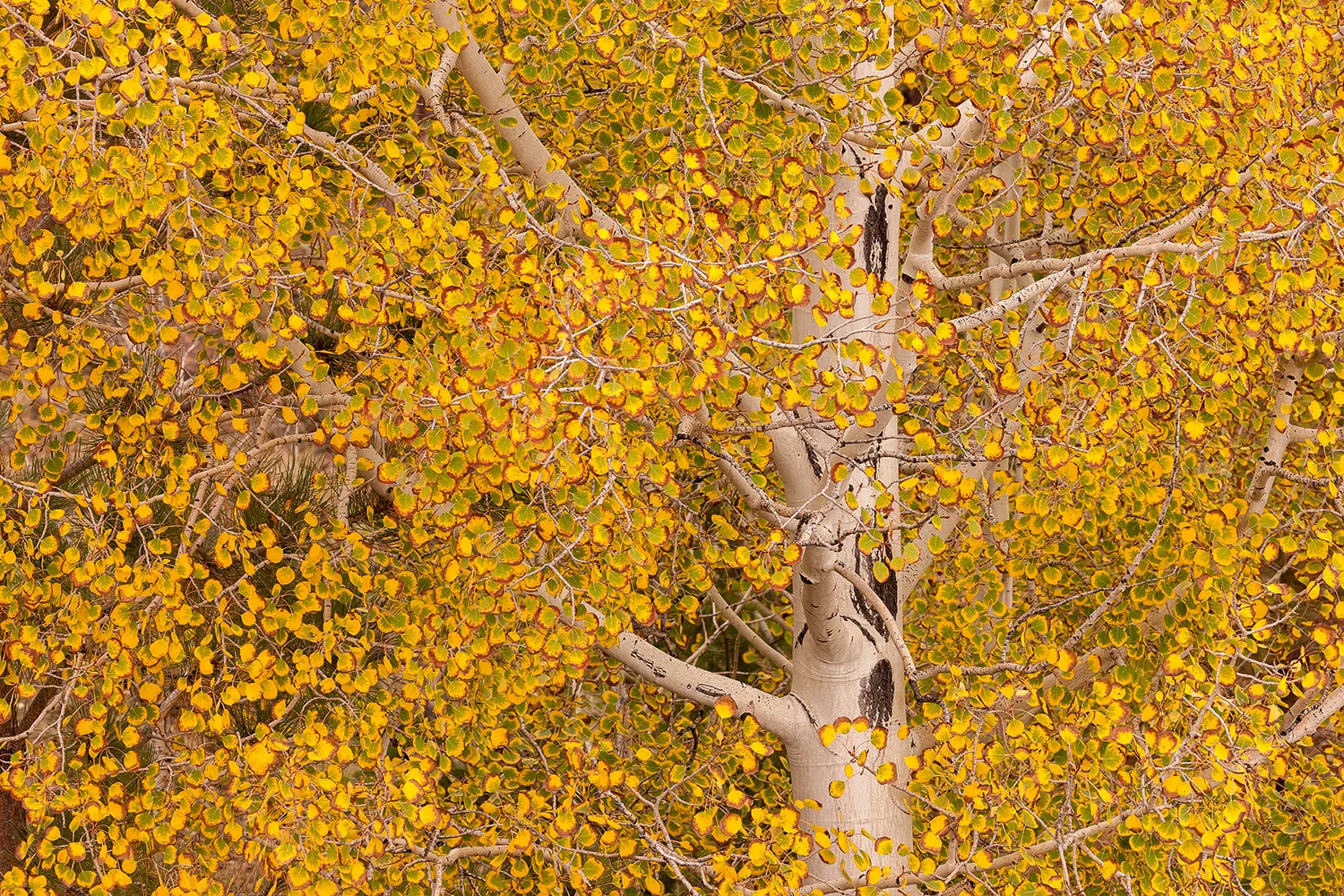 ASPEN TREE - UTAH - COLORADO