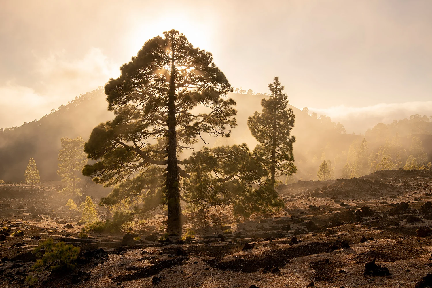 TENERIFE - FORESTAL CORONA