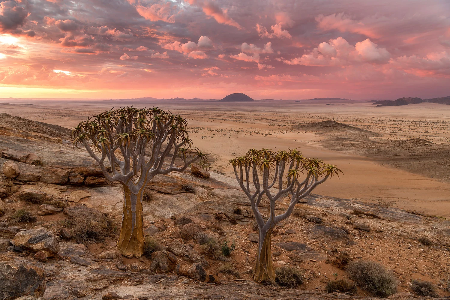 NAMIBIA - QUIVER TREE