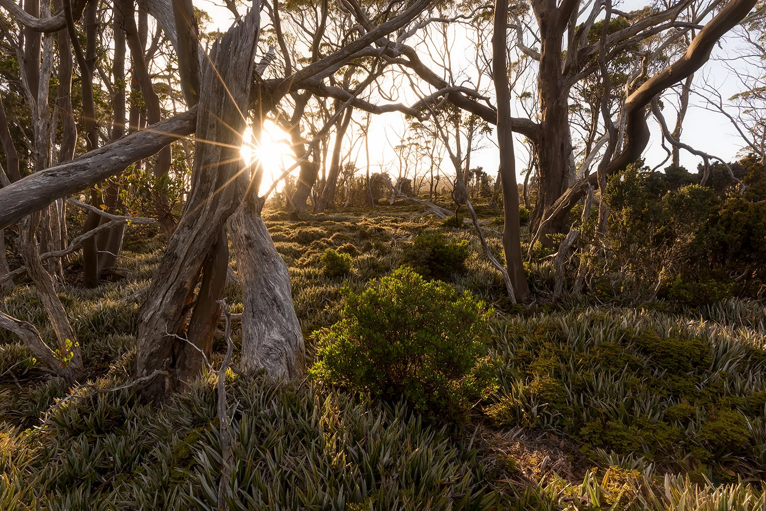MOUNT FIELD - TASMANIA