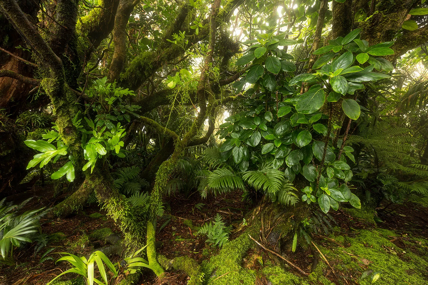 LORD HOWE ISLAND