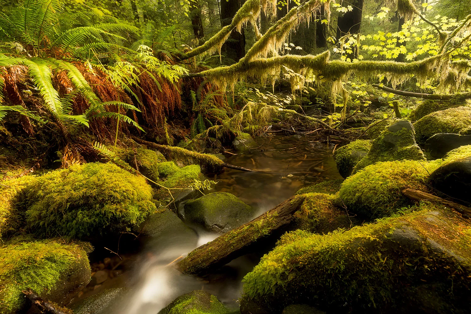 OLYMPIC NATIONAL PARK - WASHINGTON - USA