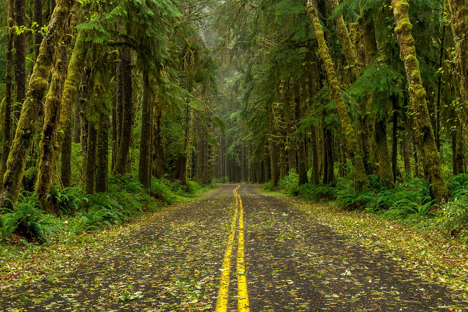 OLYMPIC NATIONAL PARK - WASHINGTON - USA