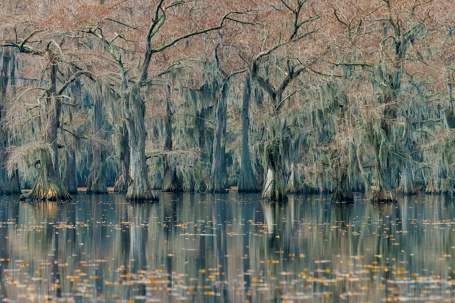 SWAMPS - TEXAS - USA