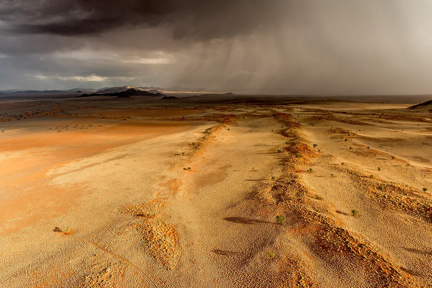 WOLWEDANS - NAMIBIA