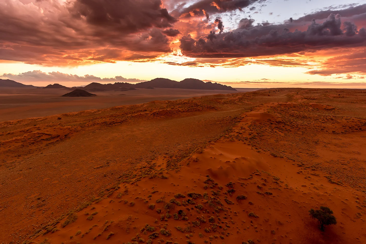 WOLWEDANS - NAMIBIA