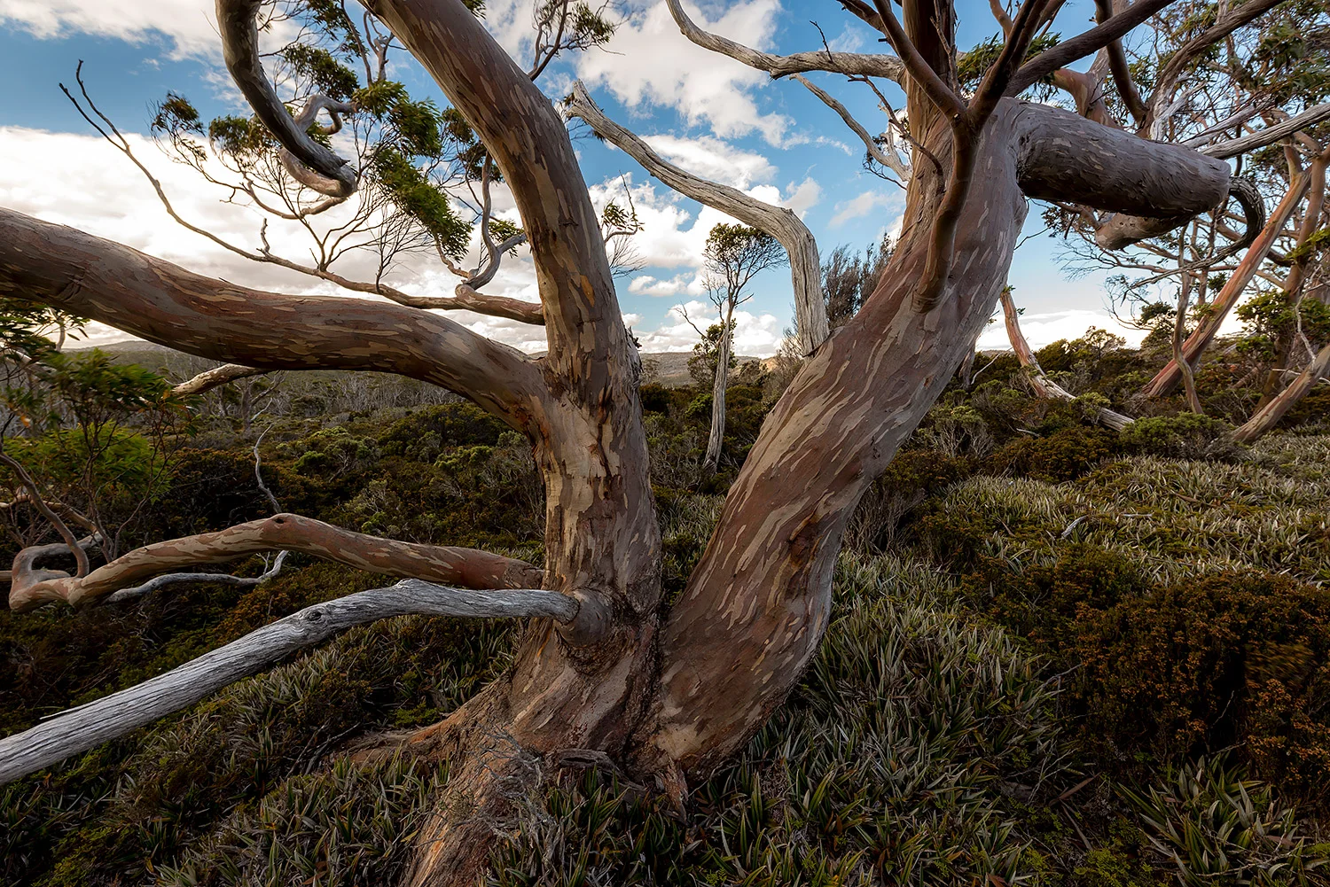 Tasmanien_StefanForster39.jpg